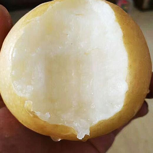 【脆甜多汁❗️山东冰糖丰水梨】现摘现发，果肉细腻，一口咬下香甜爆汁！正宗整箱新鲜梨子当季现摘水果非秋月梨山东莱阳丰水梨中秋节送礼物 商品图3