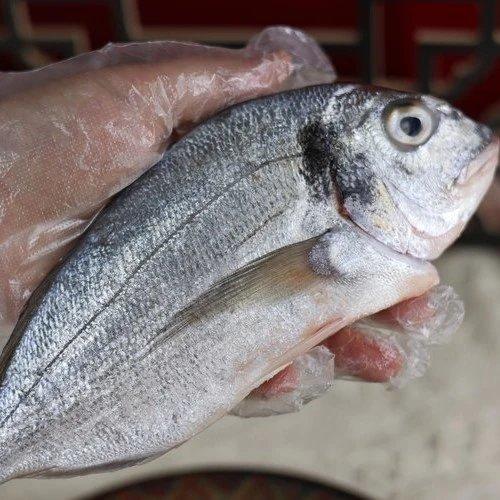 【顺丰包邮】三去金头雕鱼，天然海捕去鳞去鳃去内脏，免杀免洗解冻即烹肉质细嫩鲜美鲜甜无腥顺丰基地直邮 商品图0