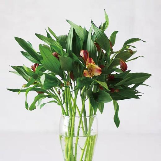 橙色水仙百合20支/扎【GY】 商品图5