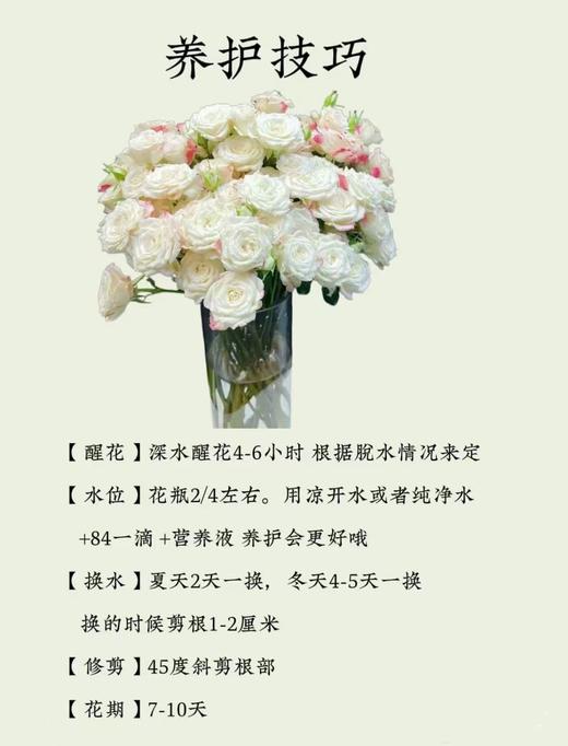 折射多头玫瑰 10支 (40-45个花苞)/扎【GY】 商品图4