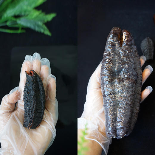 OF红礼盒北极参 商品图5