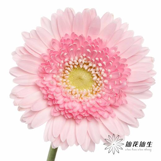 非洲菊 | 林芝 商品图2