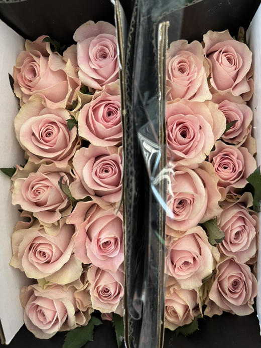 国产玫瑰-【甜蜜曼塔】 商品图1