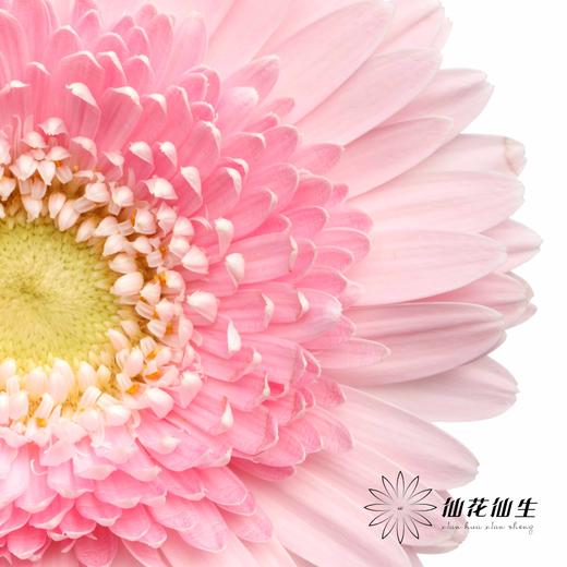 非洲菊 | 林芝 商品图1