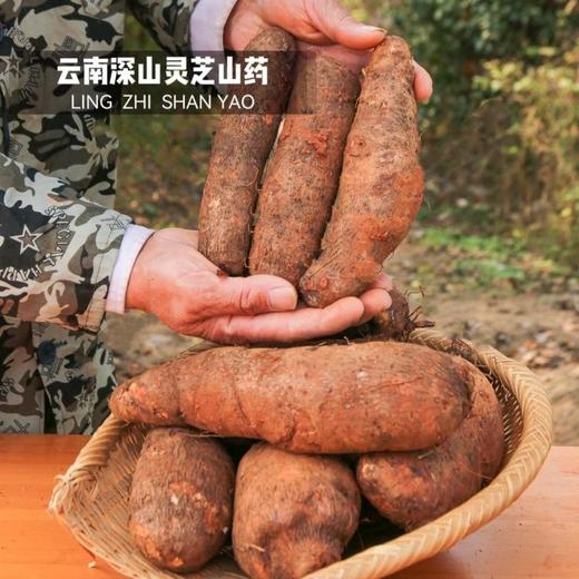 灵芝山药 肉质细腻，黏蛋白丰富，炒的脆，煮的糯，香甜可口，现挖现发，山药界的“三七” 商品图0