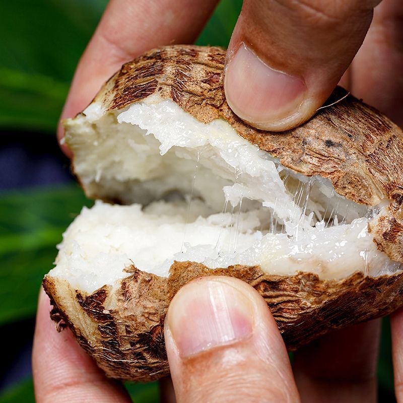 【牛奶小芋头•云南】新鲜现挖，软糯香滑，入口即化！正宗9斤整箱新鲜小香芋芋艿蘸糖10包邮芋头中秋节送礼物