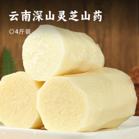 云南深山灵芝山药 | 高山之巅的仙灵之味 肉质细腻粉糯香甜 营养丰富 现挖现发