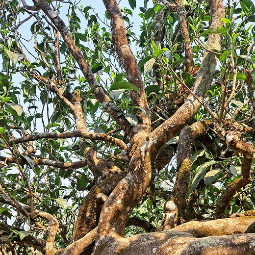 最后十几饼【金票】2025年易武茶区一扇磨古树票级系列重磅产品357克/饼拍5发6 商品图6