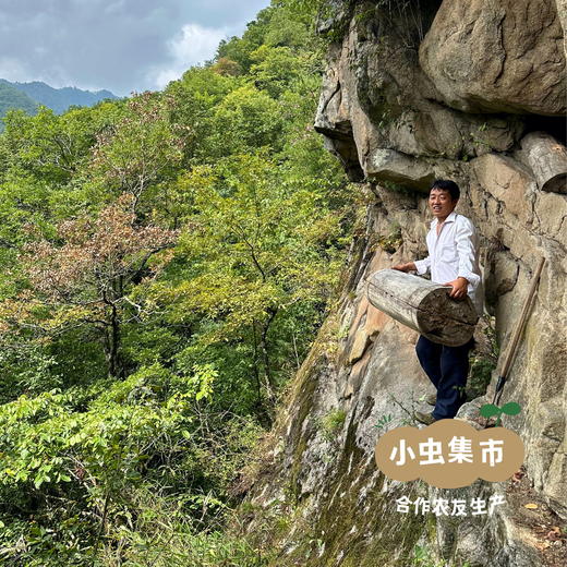 秦岭中蜂百花蜂巢蜜 200g /盒 | 合作农友生产，产自陕西秦岭，生产者：刘蜜书*【公平贸易农人定价】 商品图8