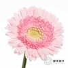 非洲菊 | 林芝 商品缩略图3
