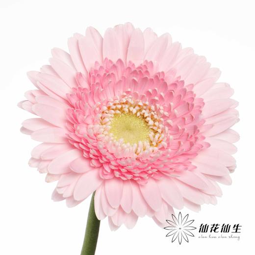 非洲菊 | 林芝 商品图3