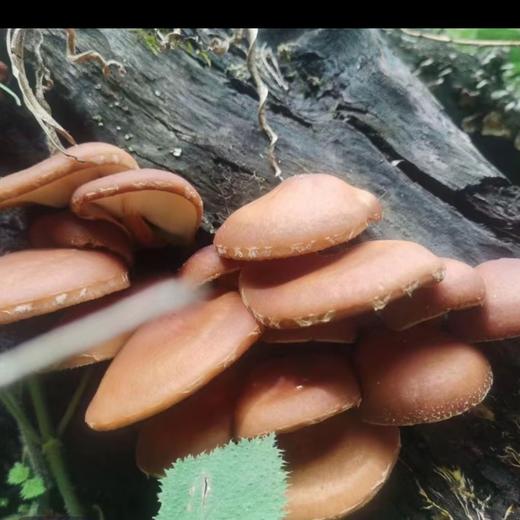 冻干天然香菇20g 商品图1