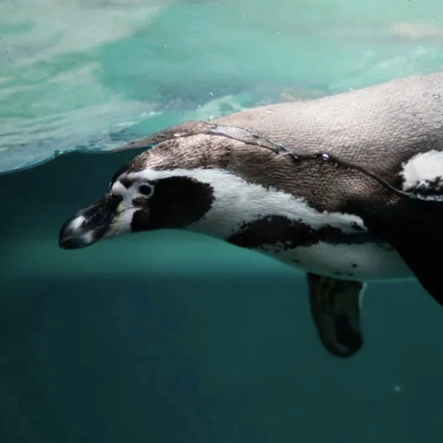 【萌物来袭】元旦/1月｜小小铲屎官！企鹅铲屎官的自我修养！