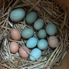 【十堰主城区包邮】丹江口凉水河散养土鸡蛋 初生蛋 30枚  商品缩略图1