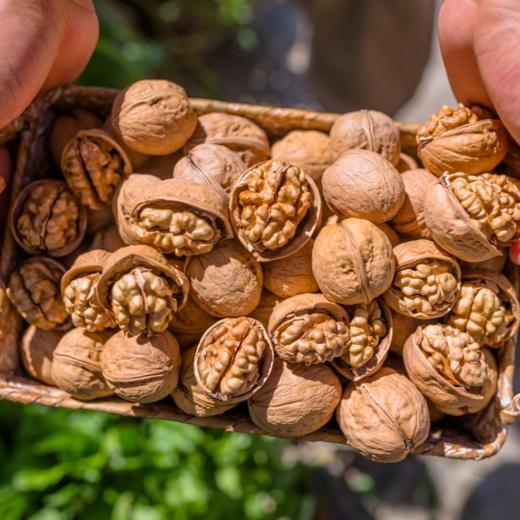 185纸皮核桃#个大饱满，壳薄肉厚一捏即开，含油量高，营养丰富 老少皆宜~ 商品图1