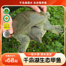【分销】”山泉水“养殖 千岛湖生态甲鱼30年老品牌 口碑爆棚回购不断
