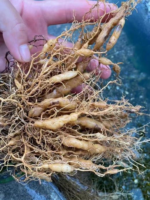 云南野生麦冬  野外自然生长 无农残 无硫熏 清心除烦安神 商品图5