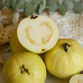 【奶油芭乐】 独特的海边盐碱地种植 肉质饱满多汁 冰淇淋口感释放浓郁甘甜