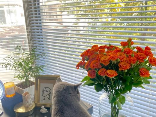 橙芭比多头玫瑰 10支( 40-45个花苞)/扎【GY】 商品图7