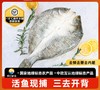 顺丰包邮｜闽威醇香海鲈鱼｜开袋即烹！ 东方甄选推荐👍地理标志福建生态鲈鱼！ 商品缩略图0