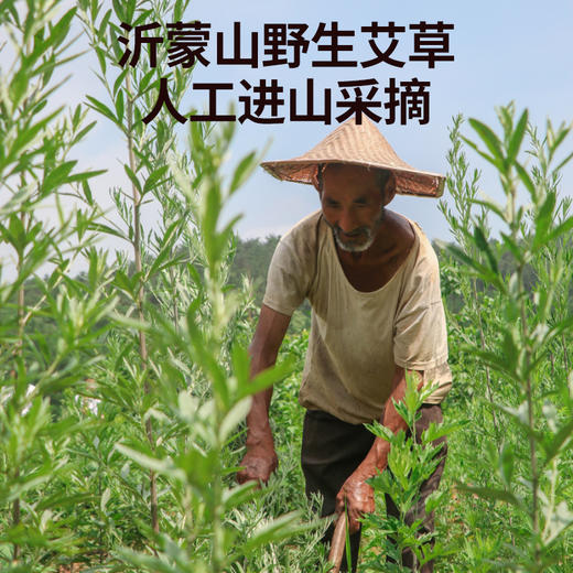 老李说艾-艾绒 商品图1