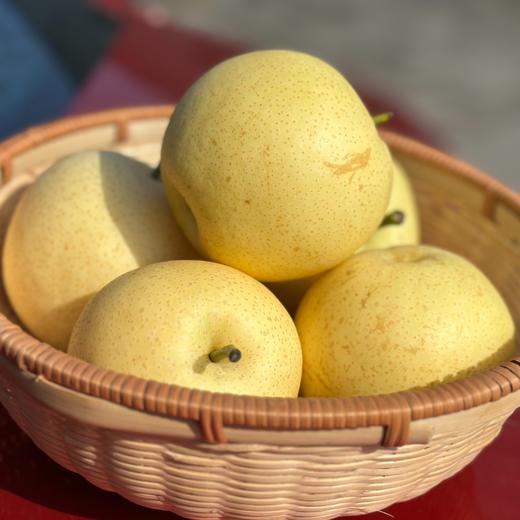 生态赵县皇冠梨  | 基地直发包邮*Ecological Crown Pear 商品图2