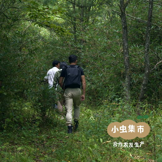 秦岭中蜂百花蜂巢蜜 200g /盒 | 合作农友生产，产自陕西秦岭，生产者：刘蜜书*【公平贸易农人定价】 商品图12