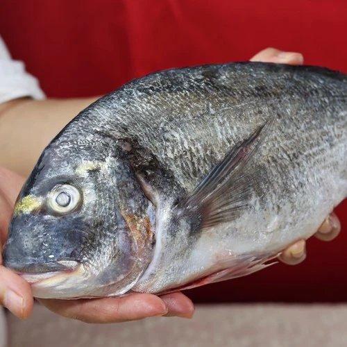 【顺丰包邮】三去金头雕鱼，天然海捕去鳞去鳃去内脏，免杀免洗解冻即烹肉质细嫩鲜美鲜甜无腥顺丰基地直邮 商品图1