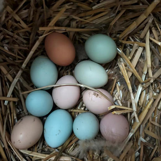 【十堰主城区包邮】丹江口凉水河散养土鸡蛋 初生蛋 30枚  商品图0