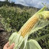 生态水果玉米（承德） | 合作生产*Ecological fruit corn | Partner Production 商品缩略图2
