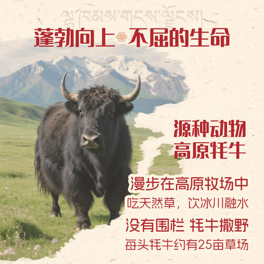 【尝鲜】天境雪域青海祁连天境雪域牧场 牦牛奶含量≥15% 200ml*3支 商品图2