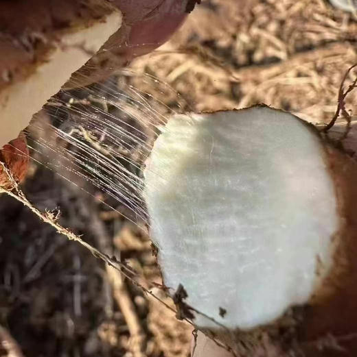 【正宗·垆土地山药】一个产区只种两亩地的有机珍品山药。焦作黄金垆土地山药，滋补珍品，美味健康！包装精美！口感好，营养高， 商品图6
