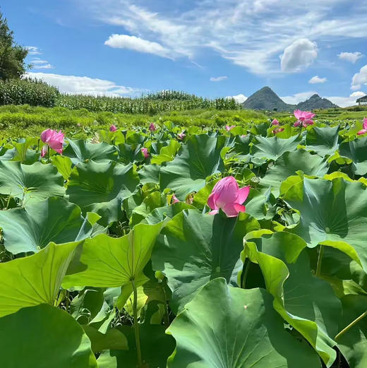 【莲子/藕粉】无熏硫无漂白/人工剥皮挑选粒粒精品/煮粥煲汤滑脆爽口 商品图13