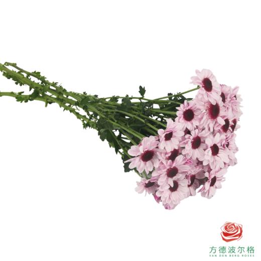 VDB多头小菊-大红帽  5枝一扎 商品图2