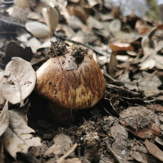 《松茸季：稻城松茸 》来自原始森林的自然馈赠，新鲜采摘 冷链空运，正值尾期，错过等来年！ 商品图2