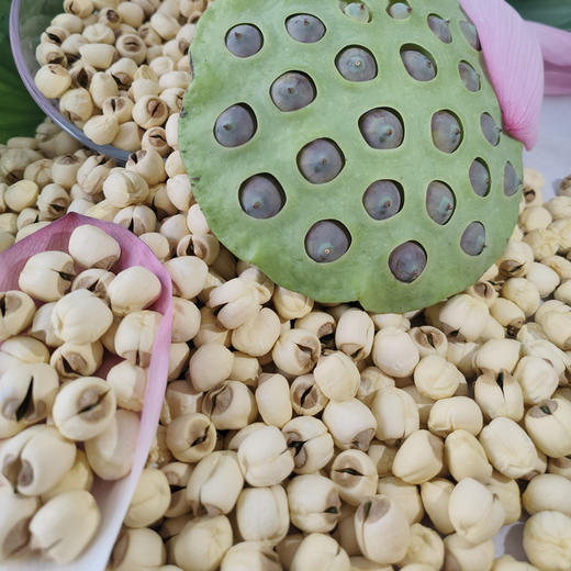 【莲子/藕粉】无熏硫无漂白/人工剥皮挑选粒粒精品/煮粥煲汤滑脆爽口 商品图1