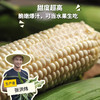 生态水果玉米 | 合作生产*Eco-Fruit corn  | Coproduction 商品缩略图0