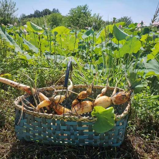 【包邮】湖北生态鲜莲藕  | 周一三五发货 | 基地直发 *Ecological Fresh Lotus Root 商品图3