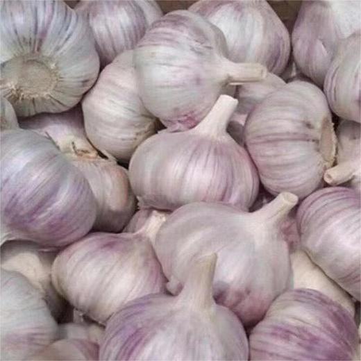 紫皮大蒜 3斤 农家自种蒜香浓郁坏果包赔 商品图4