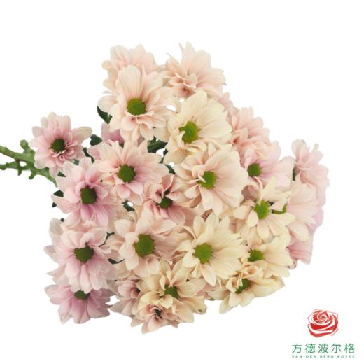 VDB多头小菊-仙女贝贝 商品图3