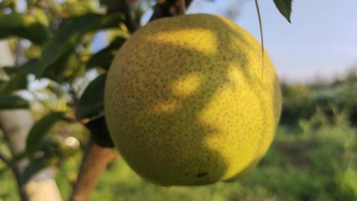 山西净土生态丹霞红梨，净重5斤或8斤京东包邮，441项农残检测零农残 商品图2