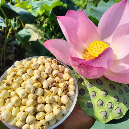 【莲子/藕粉】无熏硫无漂白/人工剥皮挑选粒粒精品/煮粥煲汤滑脆爽口 商品图7