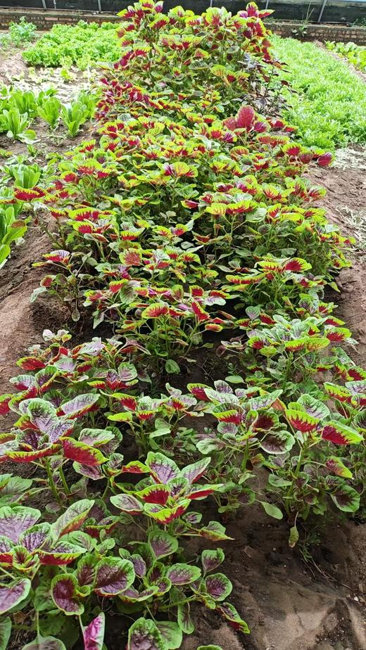 【5件包邮】酵素农法蔬菜丨5件起包邮（卓园） 商品图8