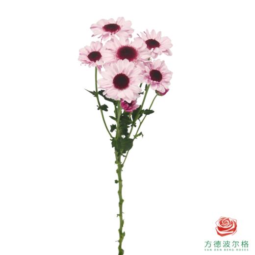 VDB多头小菊-大红帽  5枝一扎 商品图4