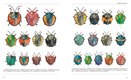 《世界甲虫图鉴》800+奇美甲虫集结【官方正版 48小时发货】-分销 商品图4