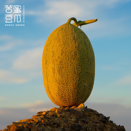 苦豆蜜瓜 商品图2