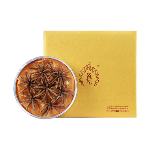 次玛陀冬虫夏草 商品图1
