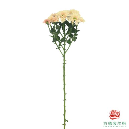 VDB多头小菊-人鱼贝贝 商品图4