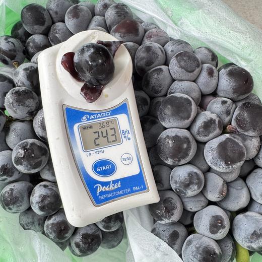 蓝莓葡萄 商品图3