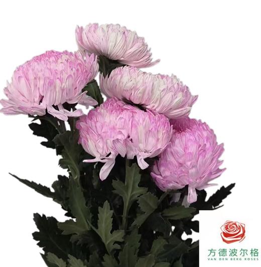 市场牡丹菊-草莓布丁 商品图1